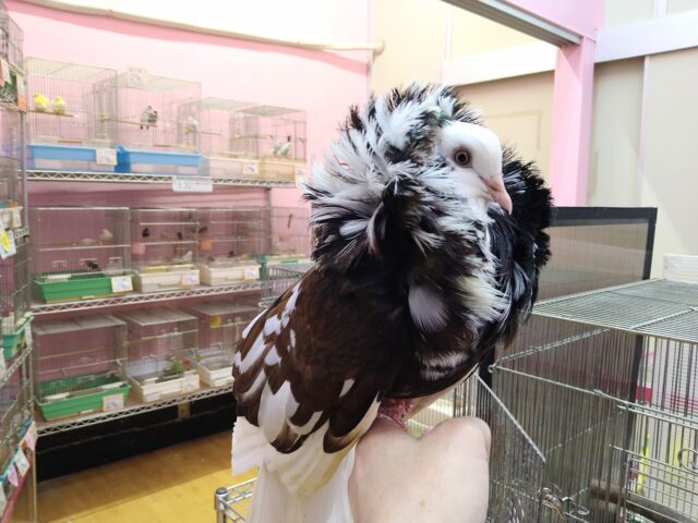 ジャコビンバト