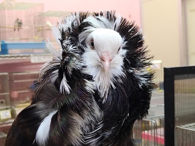 ジャコビンバト