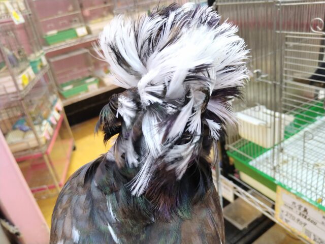 ジャコビンバト