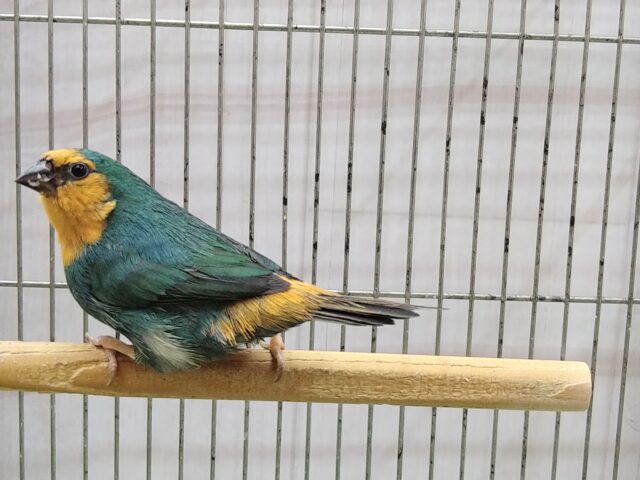 ヒノマルチョウ（日の丸鳥）