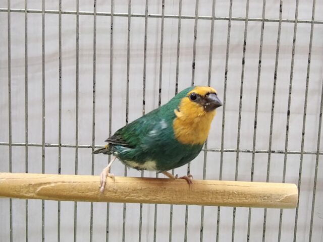 ヒノマルチョウ（日の丸鳥）