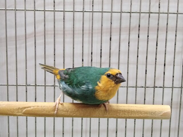 ヒノマルチョウ（日の丸鳥）