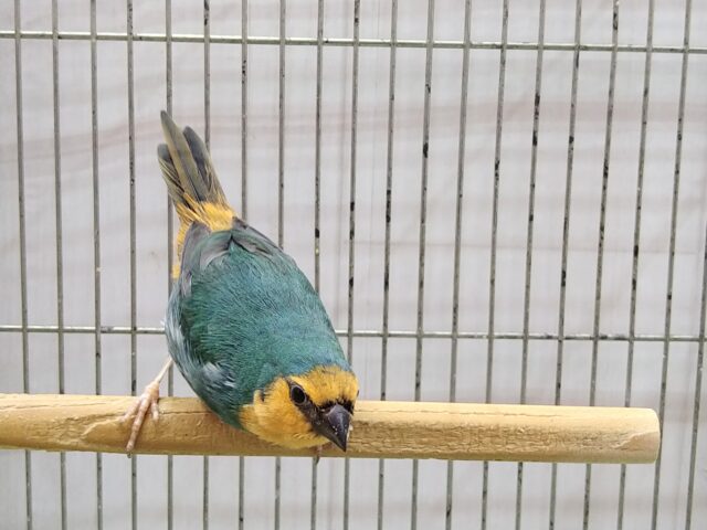 ヒノマルチョウ（日の丸鳥）