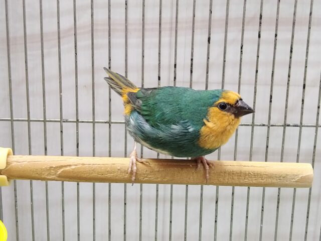 ヒノマルチョウ（日の丸鳥）