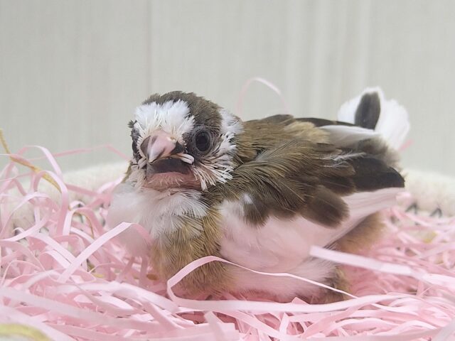 十姉妹（ジュウシマツ）