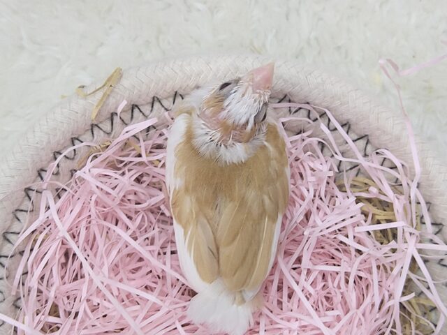 十姉妹（ジュウシマツ）