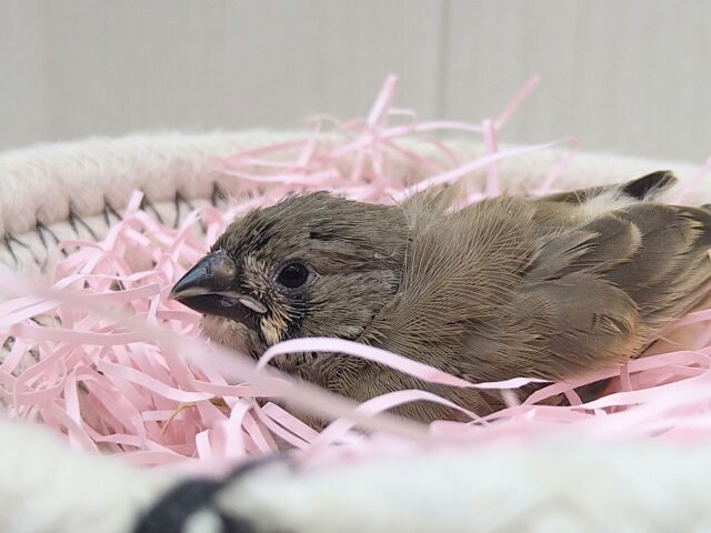 錦花鳥（キンカチョウ）