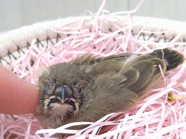 錦花鳥（キンカチョウ）