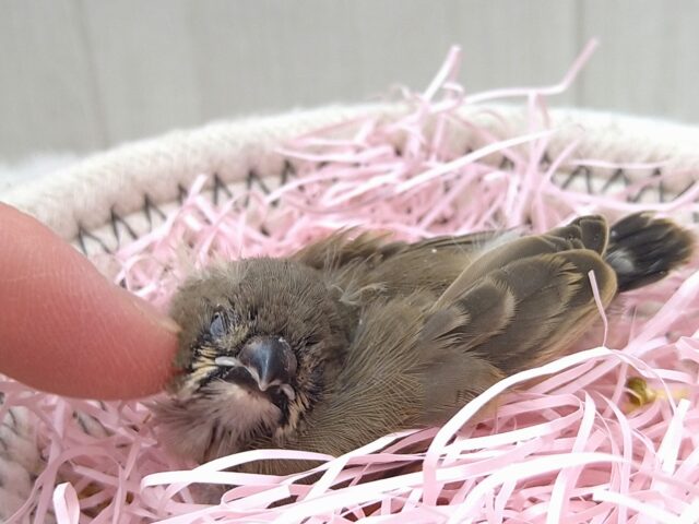 錦花鳥（キンカチョウ）