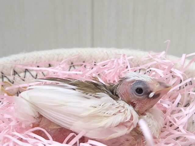 十姉妹（ジュウシマツ）