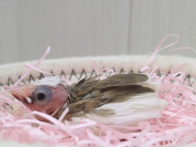 十姉妹（ジュウシマツ）