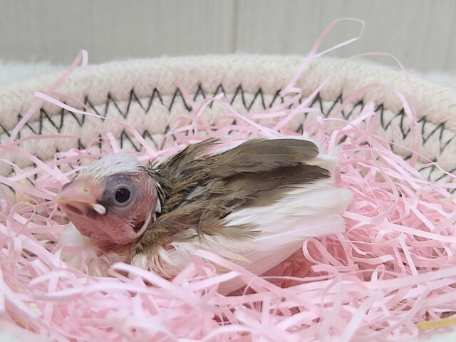 十姉妹（ジュウシマツ）