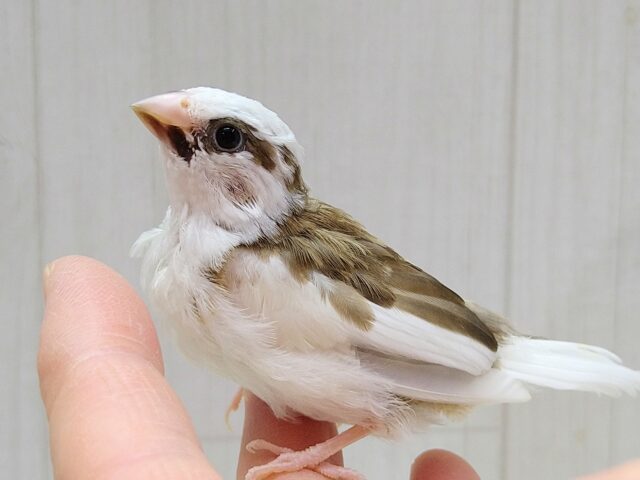 十姉妹（ジュウシマツ）