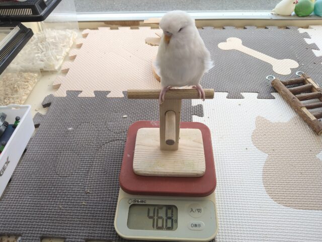 ジャンボセキセイインコ