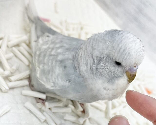 ジャンボセキセイインコ