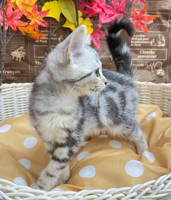 アメリカンショートヘア