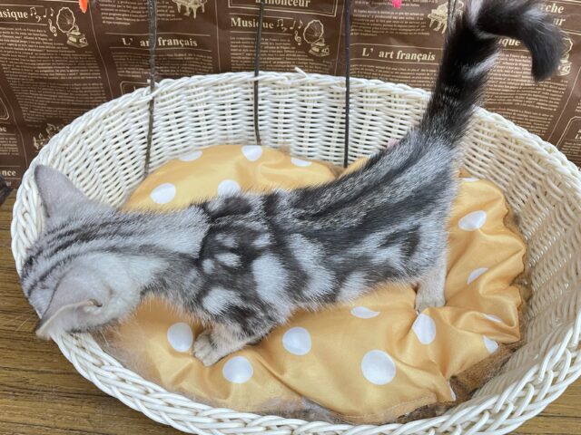 アメリカンショートヘア