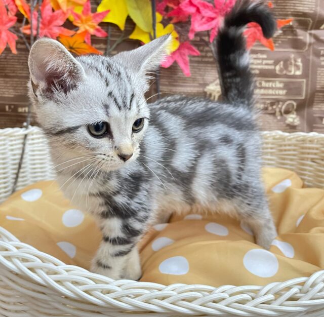 アメリカンショートヘア