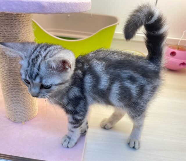 アメリカンショートヘア