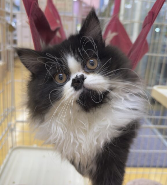 フォールデックス