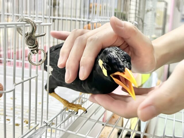 九官鳥（キュウカンチョウ）