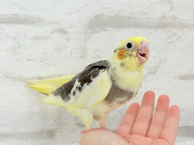 オカメインコ