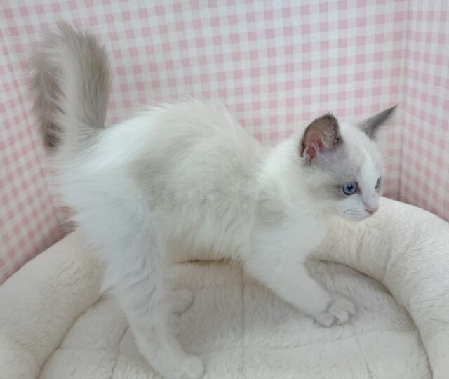 最新📷美猫降臨!ラグドールの女の子! ラグドール