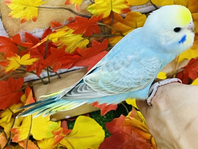 セキセイインコ