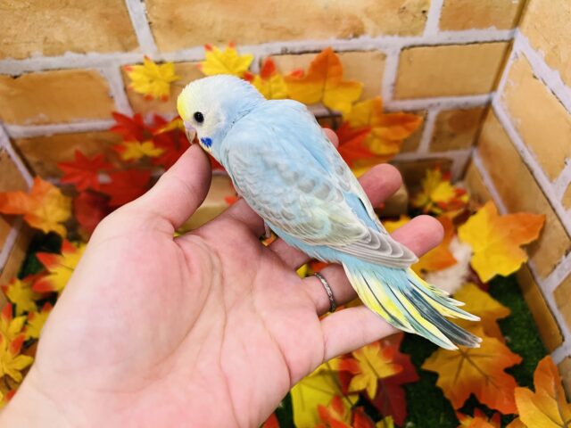 セキセイインコ
