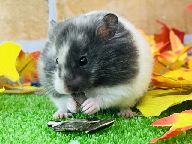 ゴールデンハムスター