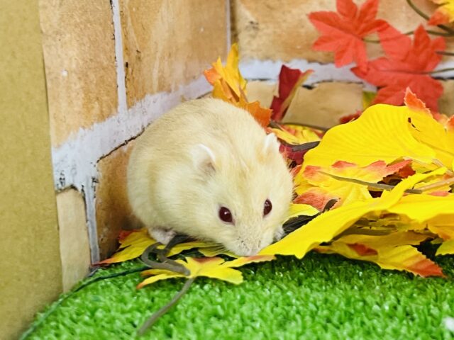 キャンベルハムスター