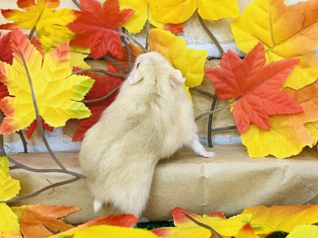 キャンベルハムスター