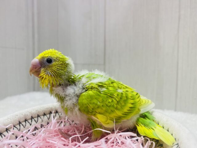 セキセイインコ