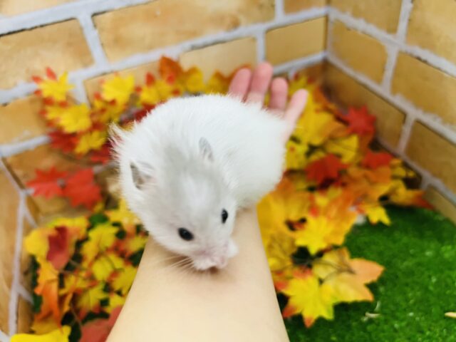 ゴールデンハムスター