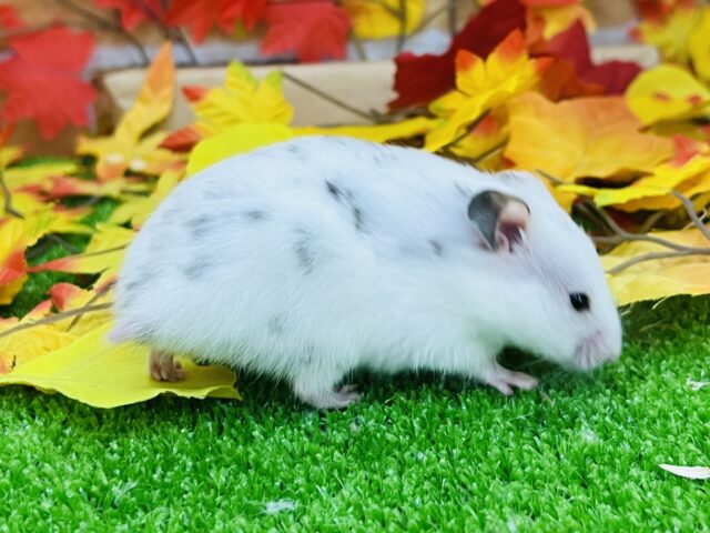 寝るの大好き♡ごま塩ハムスター?🐹 ゴールデンハムスター