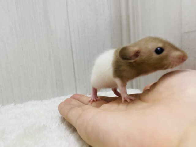 ファンシーラット