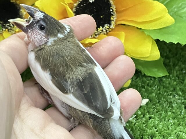 十姉妹（ジュウシマツ）