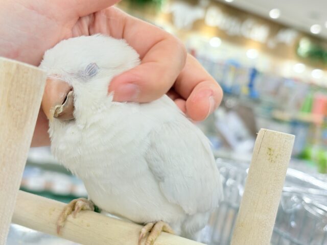 オキナインコ