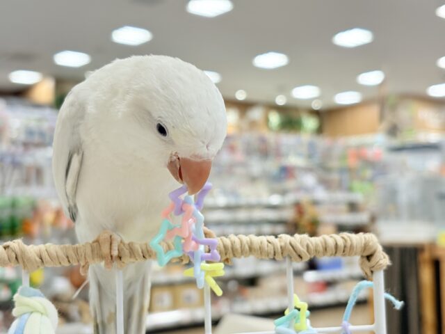 オキナインコ