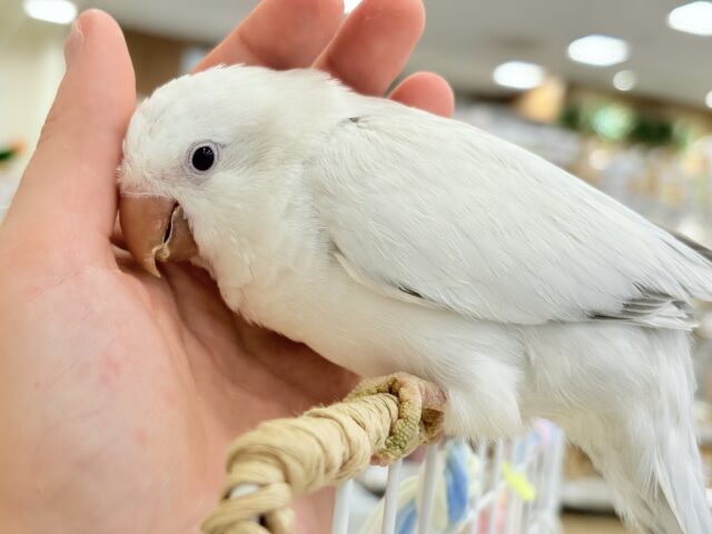 オキナインコ