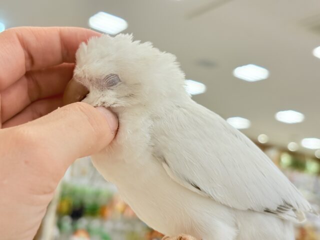 オキナインコ