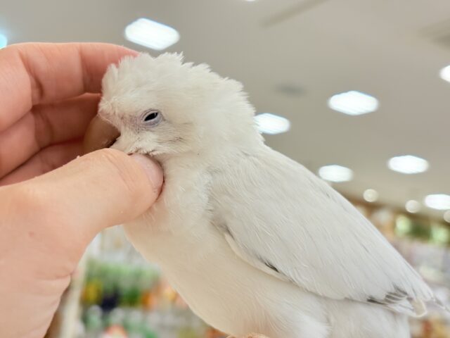 オキナインコ