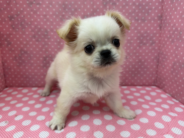 チワペキ（ペキチー、ペキチワ）