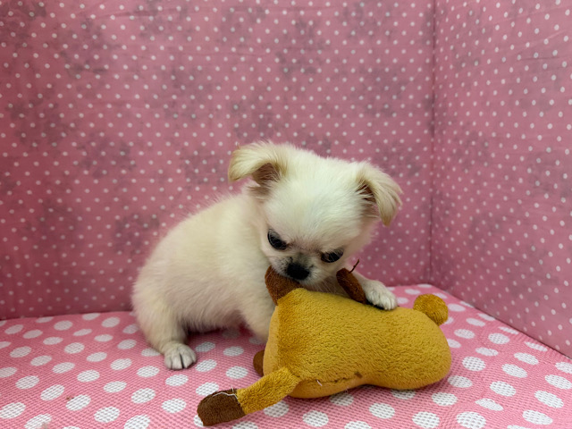 チワペキ（ペキチー、ペキチワ）