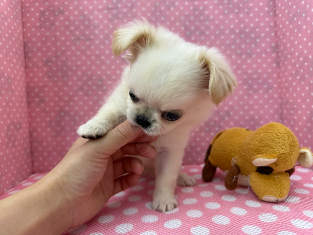 チワペキ（ペキチー、ペキチワ）