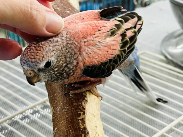 アキクサインコ（秋草インコ）