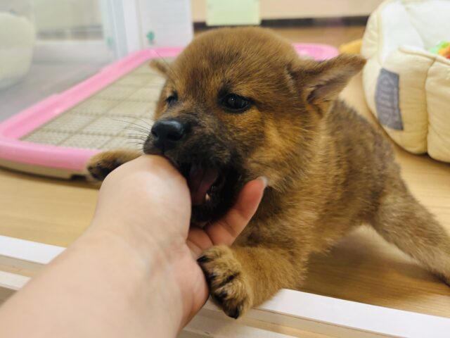 柴犬