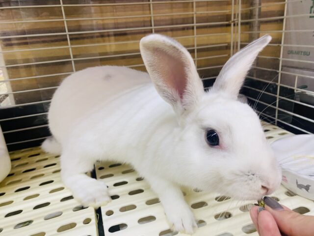 ミニウサギ