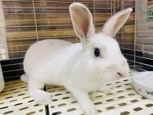 ミニウサギ