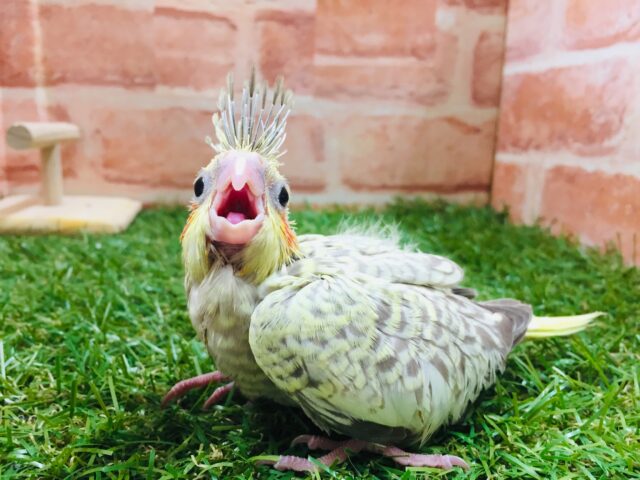 オカメインコ